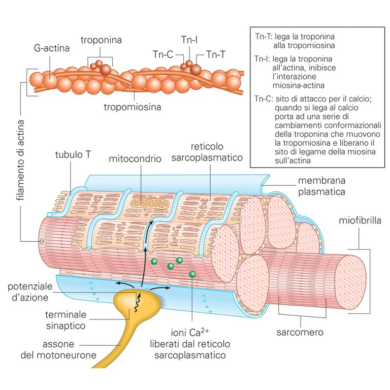 Structure